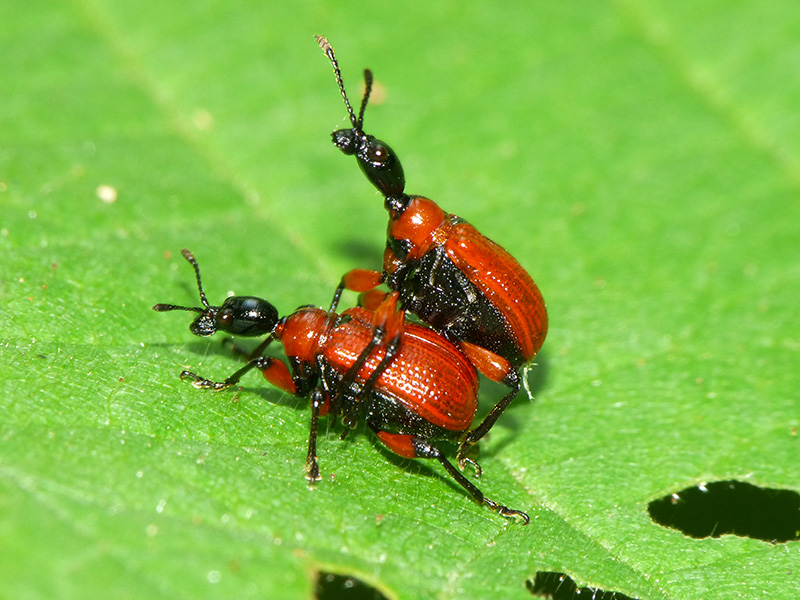 Attelabidae: Apoderus coryli